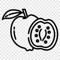 guavas, guava tree, guava fruit, guava juice icon svg