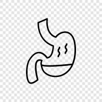 gut, stomach, intestines, enzymes icon svg