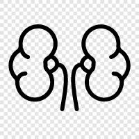 health, diseases, malfunctioning, treatment Kidneys icon svg