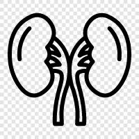 Health, Disease, Surgery, Recovery Kidney Stones icon svg