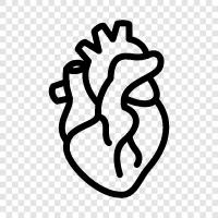 heart anatomy, heart diagram, heart valves, heart muscle icon svg