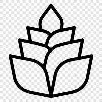 heliconiae, heliconiaceae, heliconiae f nachlässiga symbol