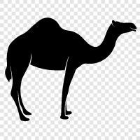 Hiking, Desert, Travel, Camel icon svg