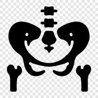 hip bone, rib bone, sternum, clavicle icon svg