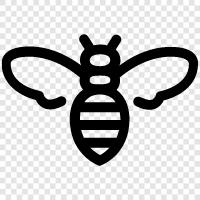 honey, pollination, stings, colony icon svg