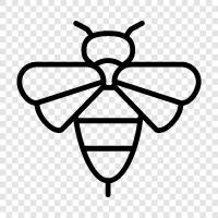 honey, pollination, hive, beehive icon svg