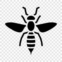 honey, sting, pollination, colony icon svg