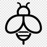 honey, pollination, agriculture, honeybee icon svg