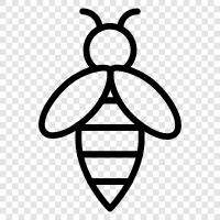 honey, sting, colony, beehive icon svg