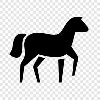 Horse Photography, Horse Photos, Horse Pictures, equestrian photography icon svg