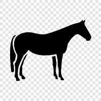 horse racing, horseback riding, horse breeding, horse care icon svg