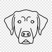 hound, retriever, golden retriever, border collie icon svg