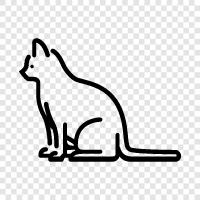 house cat, kitty, house pet, pet cat icon svg