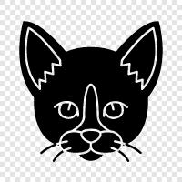 house cat, indoor cat, feline, felines icon svg