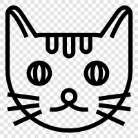 house cat, house pets, pet cat, felines icon svg