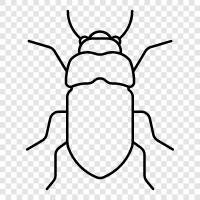 Hausfliege, Entomologie, Käfer, Larve symbol