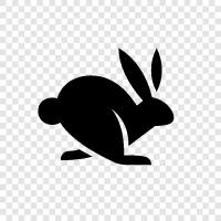 House Rabbit, Pet Rabbit, Exotic Rabbit, Birman icon svg