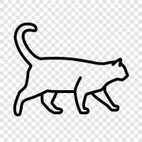 housecat, moggy, kitty, felines icon svg