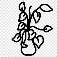Hauspflanze, wächst, Blatt, Weinstock symbol