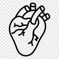 human anatomy, anatomy, heart, coronary artery icon svg