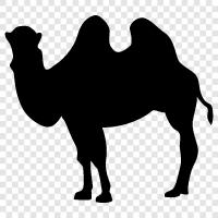 hump, saddle, humps, dromedary icon svg