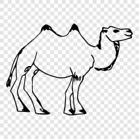 humpback, hump, camel humpback, desert icon svg