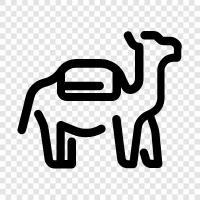 Humps, Jumps, Strides, Camel icon svg