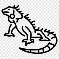 iguana, lizards, pet, care icon svg