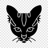 indoor cat, house cat, black cat, white cat icon svg