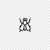 insect, flying, wings, soaring icon svg