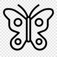 insects, flutter, flying, pretty icon svg