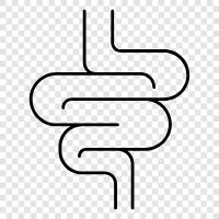 intestine, bowel, colon, rectum icon svg