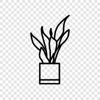 ivy, succulent, houseplant, easy care icon svg