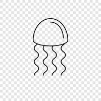 Jellyfish Photos, Jellyfish Videos, Jellyfish Pictures, Jellyfish Songs icon svg