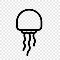 Jellyfish Pictures, Jellyfish Gallery, Jellyfish Video, Jellyfish Photos icon svg