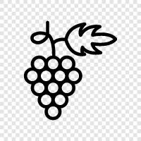 juice, wine, raisins, grapefruit icon svg