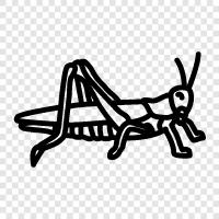 jumping, cricket, insect, summer icon svg