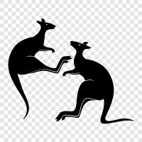 kangaroo, fight, animals, Australia icon svg