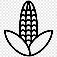 kernels, sweet, maize, cob icon svg