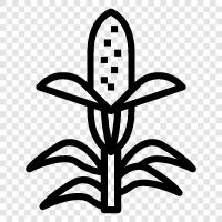 kernels, maize, field, planting icon svg