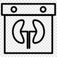 kidney health, kidney disease, kidney transplant, kidney stones icon svg