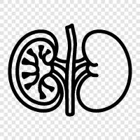 kidney, kidney disease, kidney transplant, renal failure icon svg
