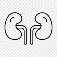 Kidney Stones, Urinary Tract Infection, Urinary Tract, Kidney icon svg