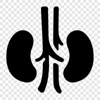 kidneys disease, kidney transplant, kidney failure, renal failure icon svg