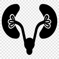 kidneys disease, kidney failure, kidney transplant, renal failure icon svg
