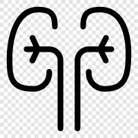 kidneys function, kidneys diseases, kidneys function test, kidney transplant icon svg