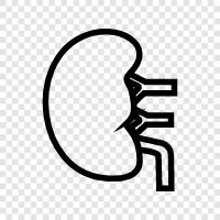 kidneys, renal, renal failure, renal transplant icon svg