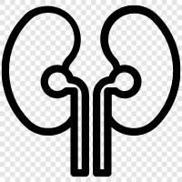 kidneys, health, sick, disease icon svg