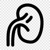 kidneys, health, kidney disease, renal failure icon svg