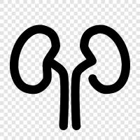 kidneys, renal, renal failure, nephrology icon svg